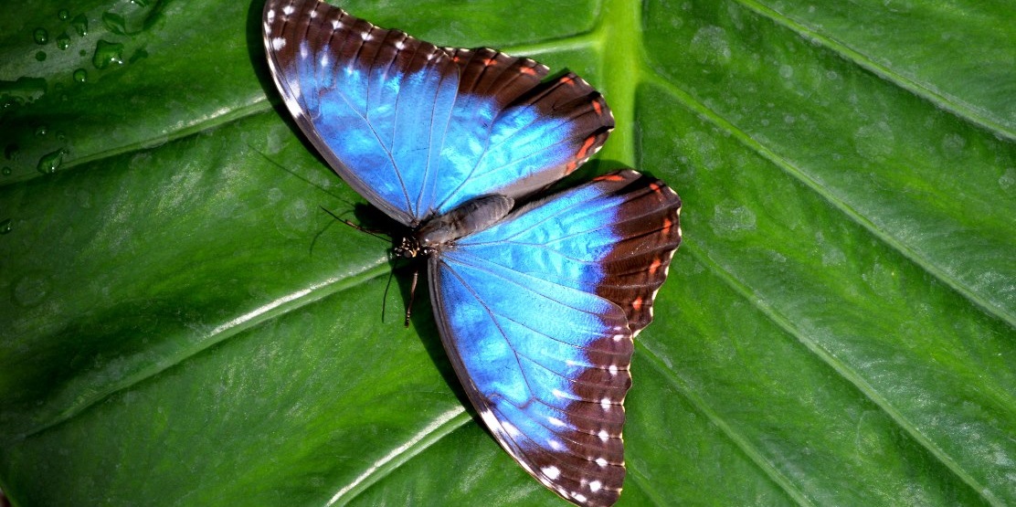 Blue Morpho butterfly at Cumberland House